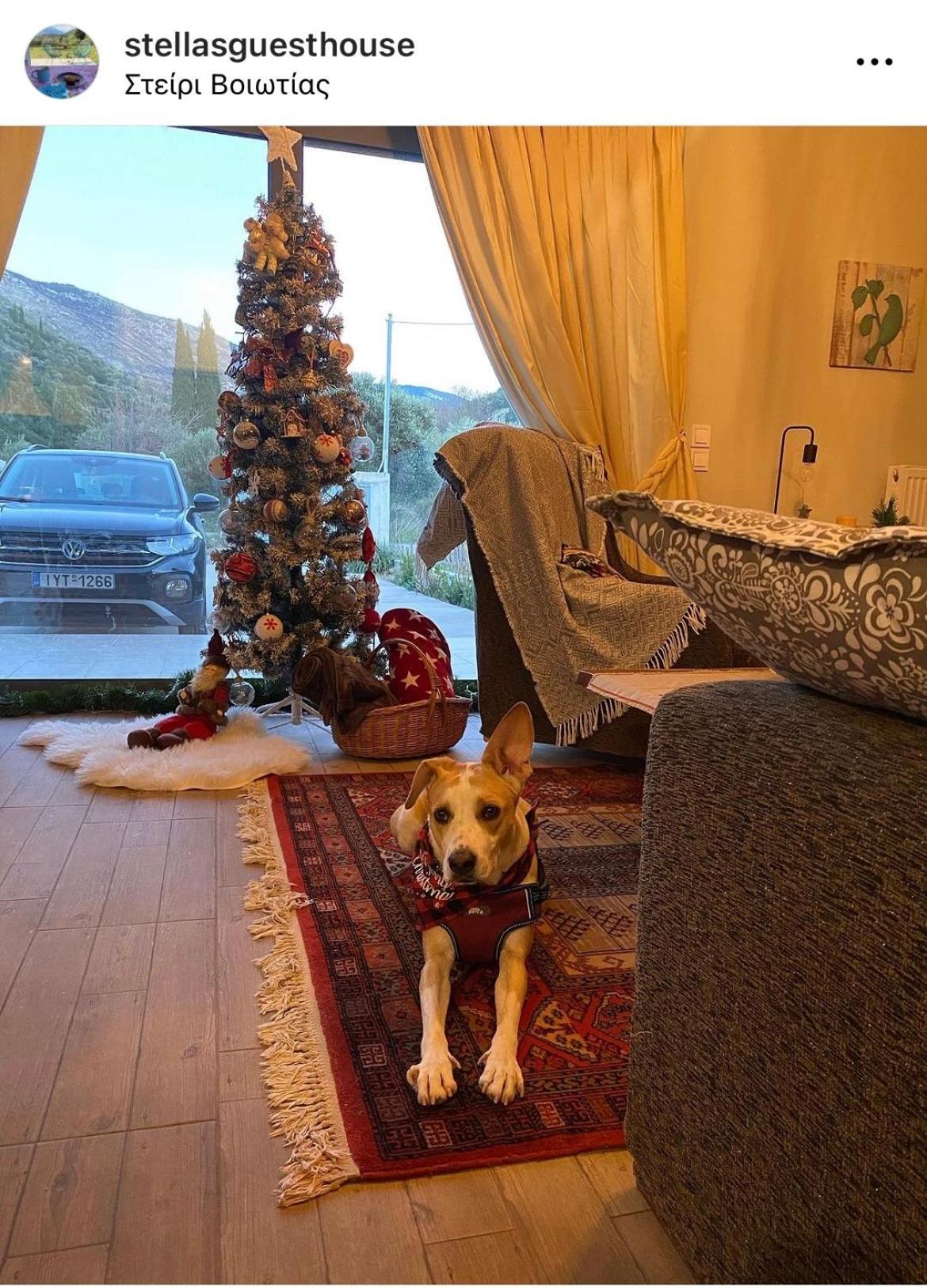 Stellas Guesthouse Near Arachova Stírion 外观 照片